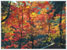 autumn splash print